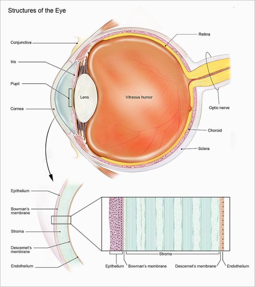 Structure of the eye - Morris Eye Group